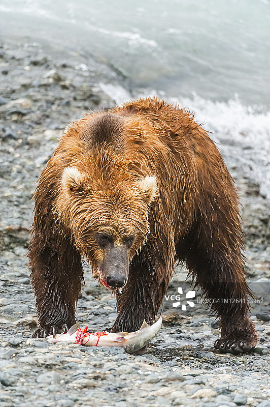 阿拉斯加麦克尼尔河保护区的棕熊（Ursus arctos horribilis）图片素材