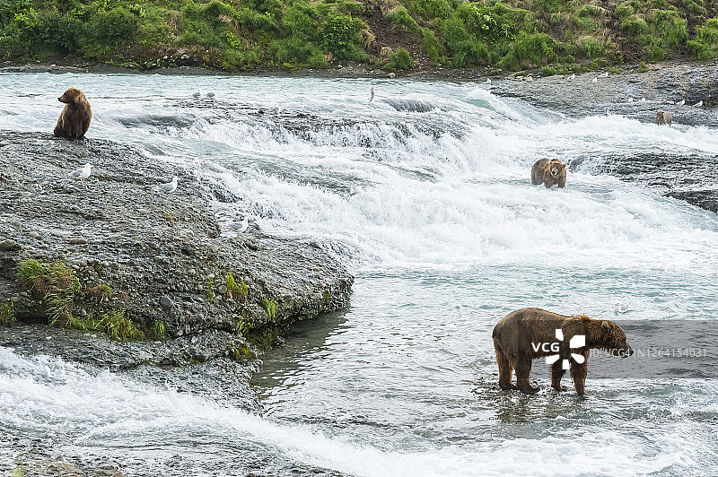阿拉斯加麦克尼尔河保护区的棕熊（Ursus arctos horribilis）图片素材