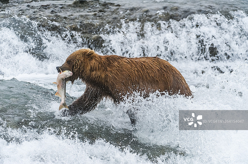 阿拉斯加麦克尼尔河保护区的棕熊（Ursus arctos horribilis）图片素材