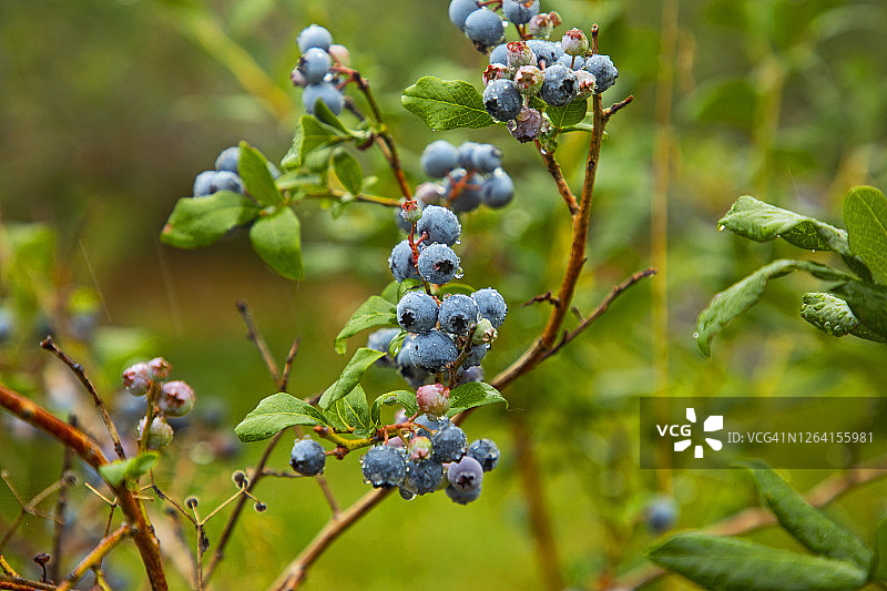 在农场采摘新鲜有机蓝莓图片素材