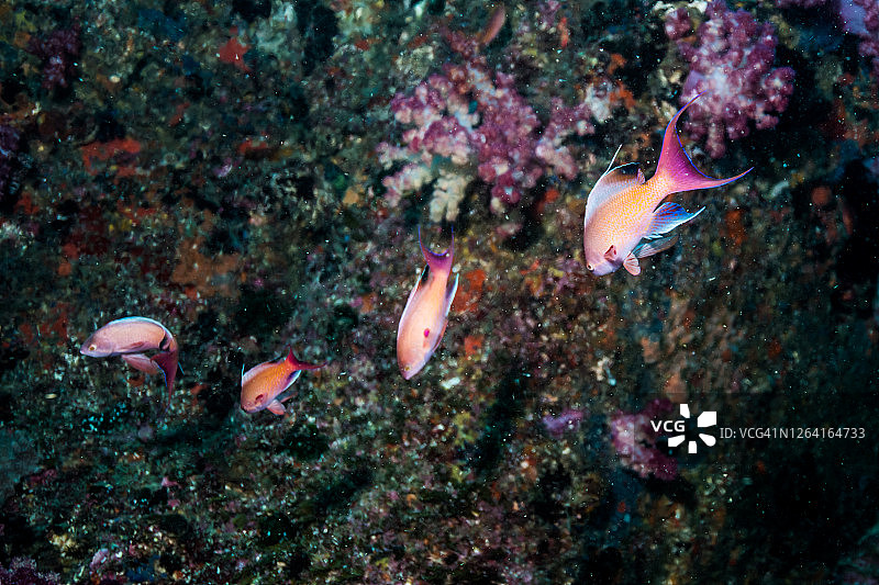 诱惑：一群雄性金线鱼为雌性跳舞图片素材