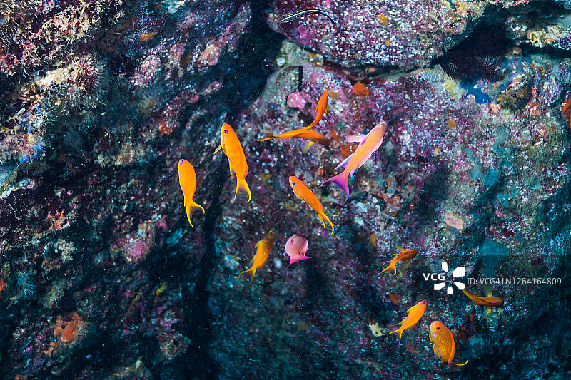 一群金花鲈，雌性聚集在色彩鲜艳的雄性周围图片素材