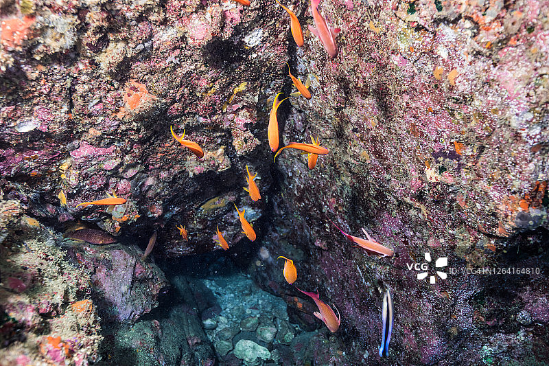 躲藏在洞穴中的海金鱼图片素材