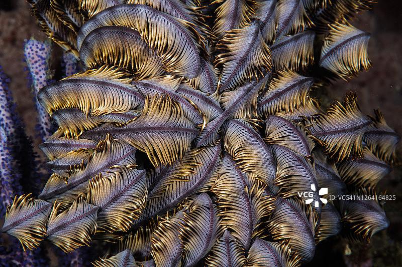 羽毛星特写图片素材