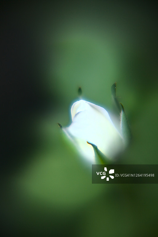 带叶子的白色迷你玫瑰特写图片素材