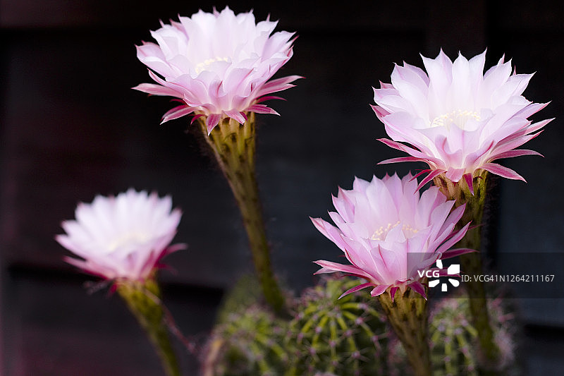 仙人掌的花图片素材