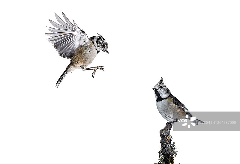 戴胜鸟（Lophophanes cristatus）在白色背景上飞行的特写图片素材