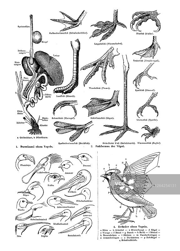 鸟类身体部位鸟类学复古雕刻插画图片素材