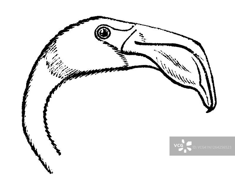 鸟类学古版画插图：剪嘴鸥的头部和喙图片素材