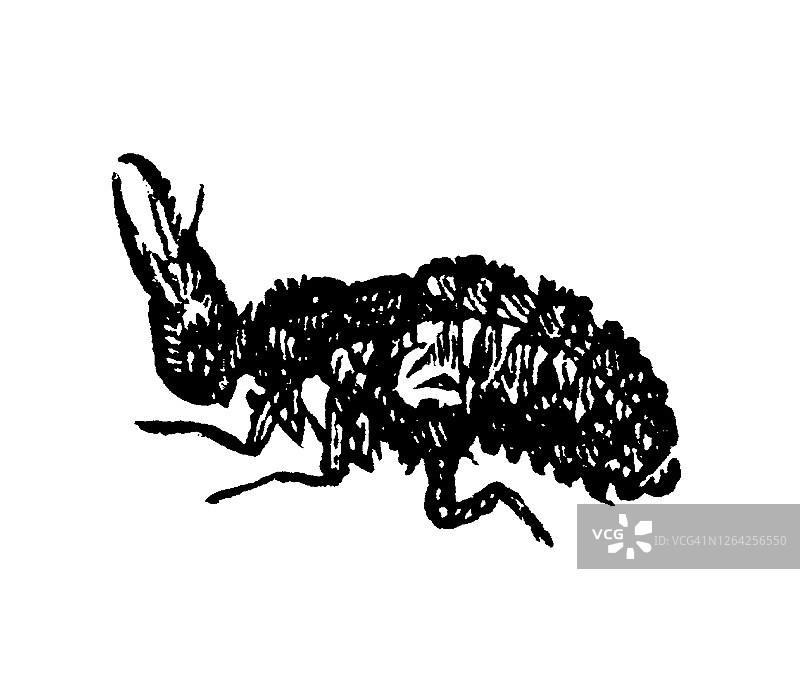 蚁蛉幼虫古老雕刻插图，脉翅目昆虫图片素材