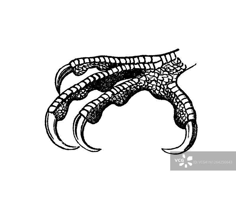 鸟类学 - 猎鹰鸟的脚型古版雕刻插图（Falco peregrinus）图片素材
