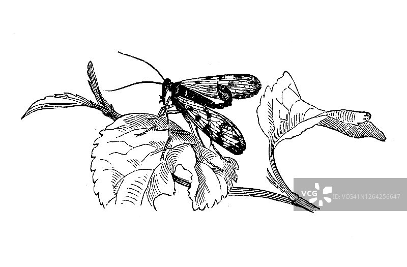 蝎蛉（雄性）的古老雕刻插图图片素材