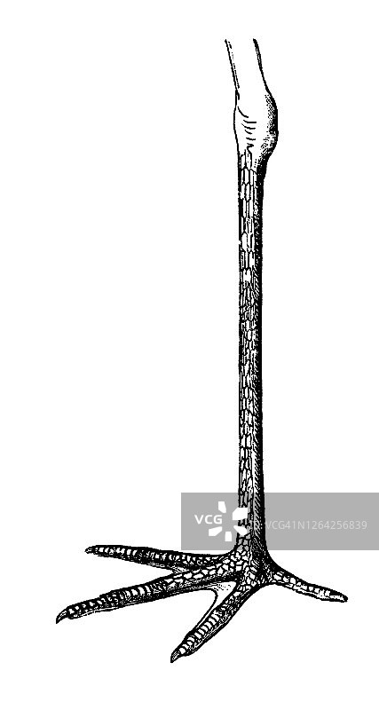 鸟类学：鹳鸟的脚型古老雕刻插图图片素材