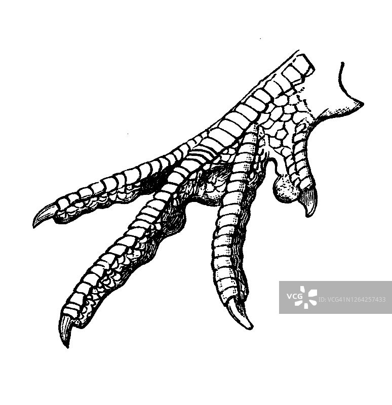 鸟类学古版画插图：雉鸡的足部形状图片素材