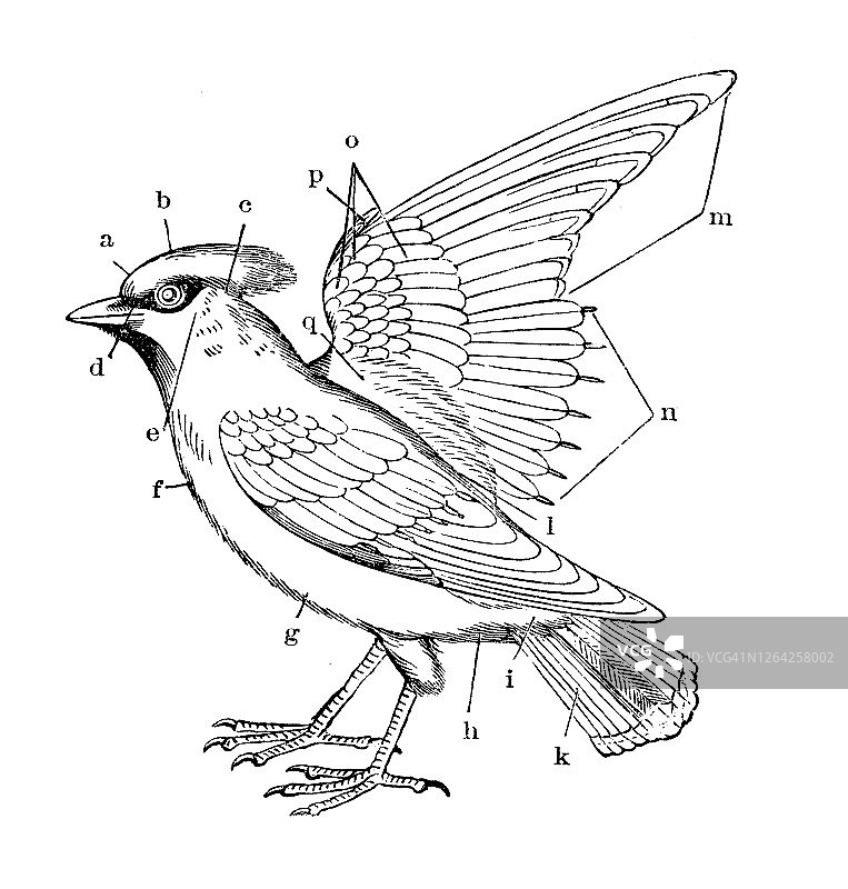 鸟类身体部位羽毛复古雕刻插图图片素材