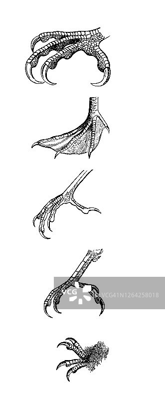 鸟类身体部位、足部形状古版画插图图片素材