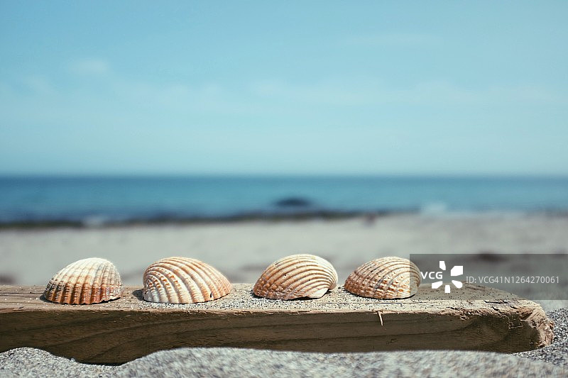 沙滩上漂木上的贝壳图片素材