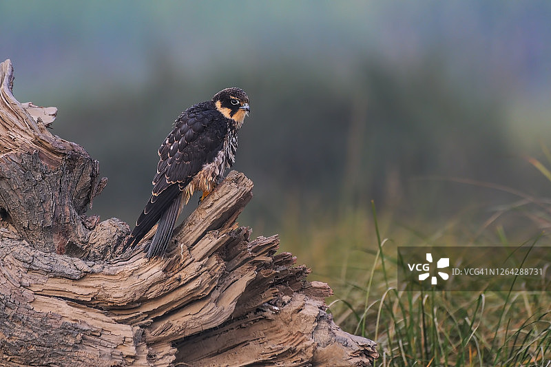 欧亚隼图片素材
