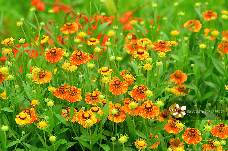 金光菊，黑眼苏珊图片素材