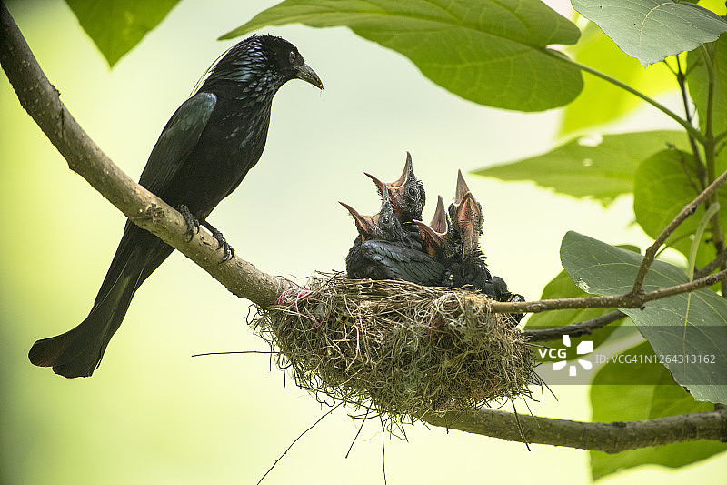 卷尾幼鸟在树枝上觅食图片素材