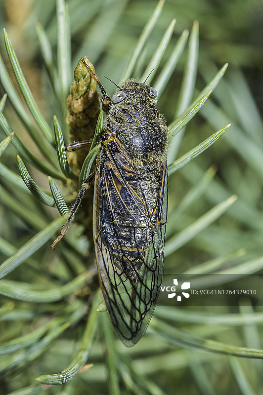 刚孵化的血色蝉攀爬在树上图片素材