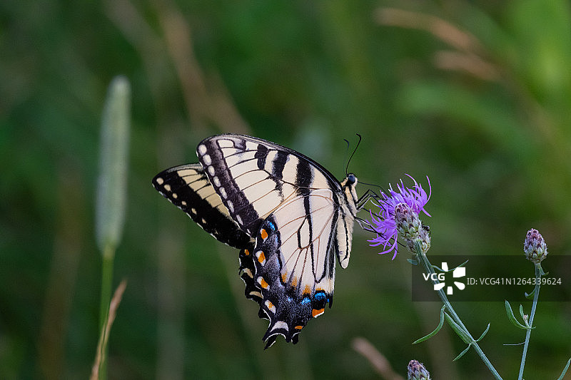东方虎凤蝶图片素材