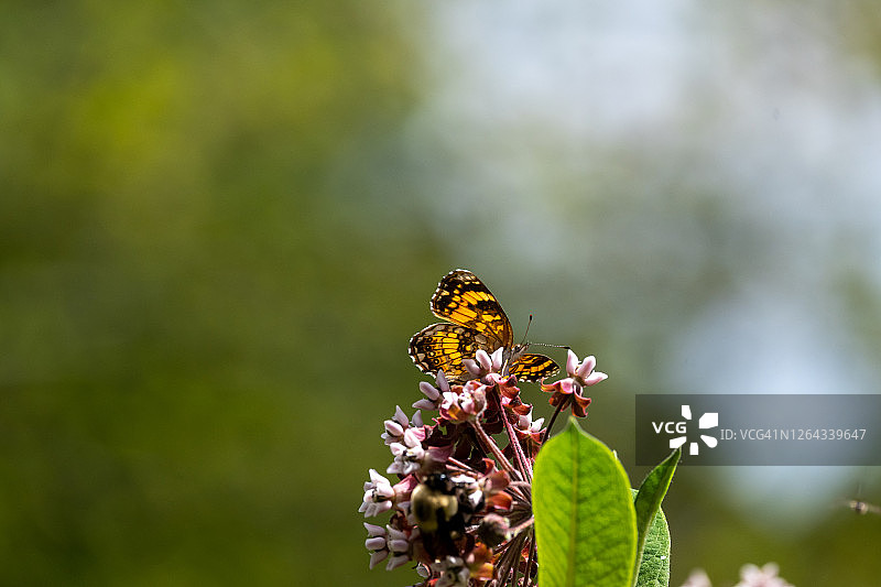 银色棋盘格蝴蝶在马利筋上图片素材