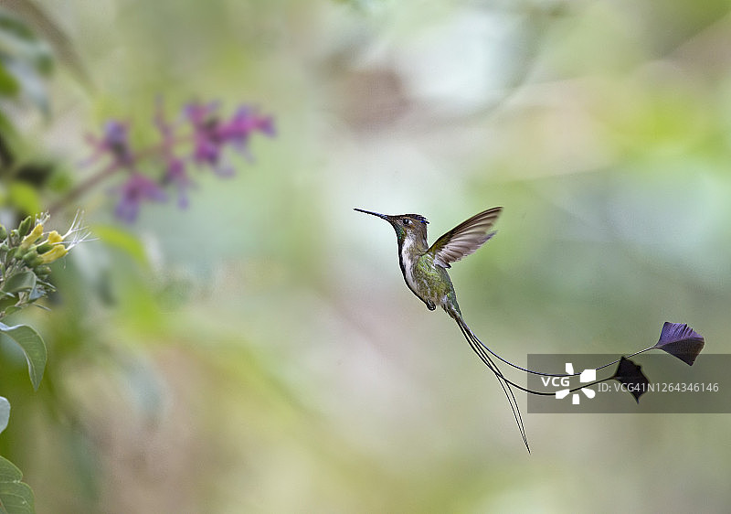 勺嘴蜂鸟采花蜜图片素材