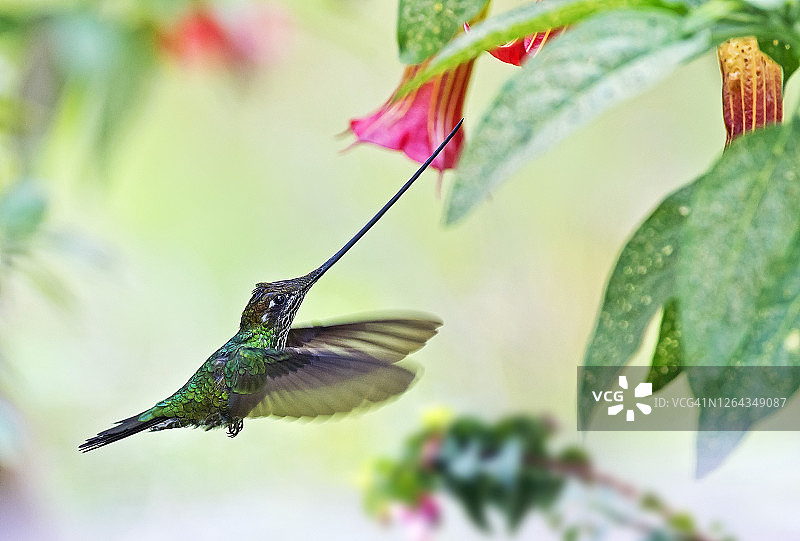 剑嘴蜂鸟在花朵旁图片素材