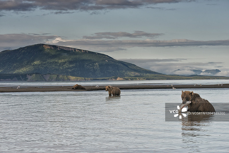 阿拉斯加卡特迈国家公园里捕到鲑鱼的棕熊图片素材