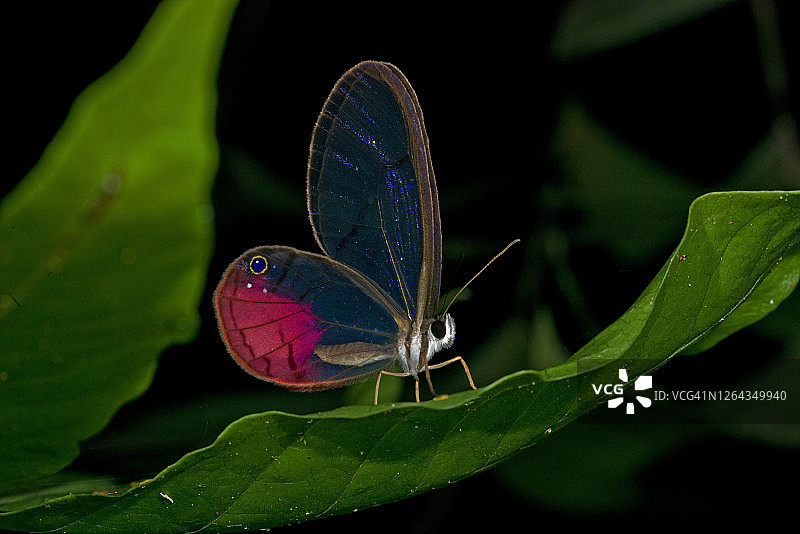 亚马逊热带雨林的一只玻璃翅膀蝴蝶图片素材