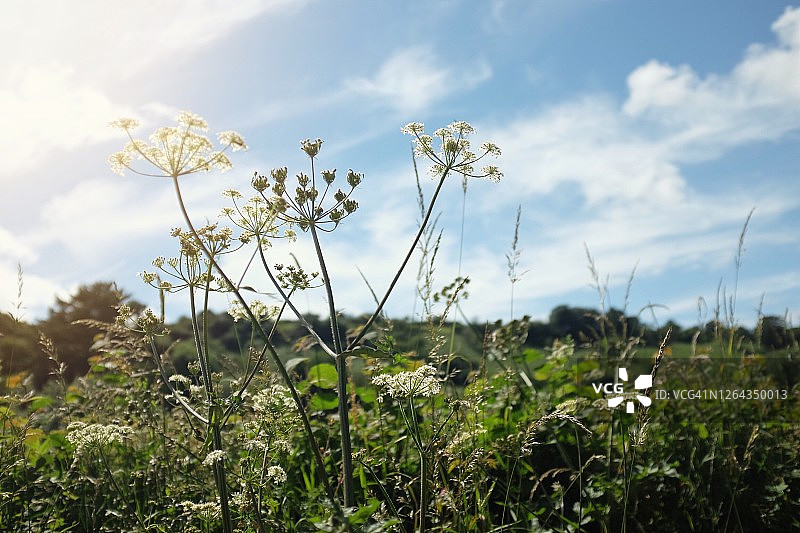 英国乡村树篱中的野胡萝卜花图片素材