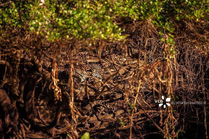两只美洲虎在树枝上休息的场景图片素材