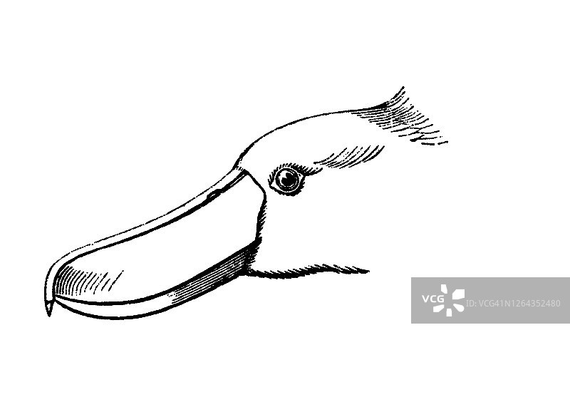 鸟类学古老雕刻插图 - 鲸头鹳头部图片素材