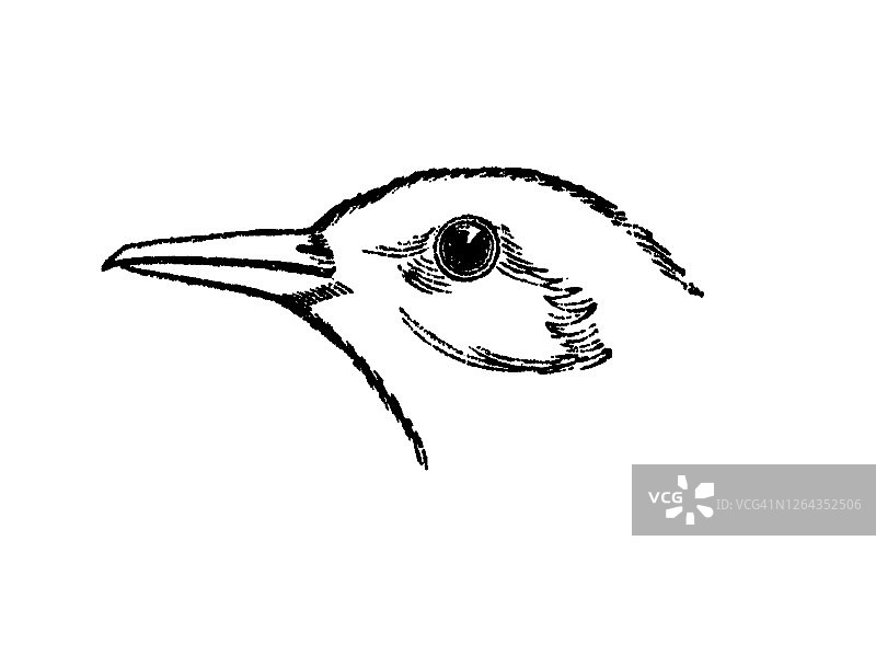 鸟类学：真正鸫鸟头部古董雕刻插图图片素材