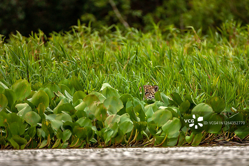 美洲虎在库亚巴河畔的场景图片素材