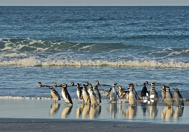 沙滩上带有倒影的麦哲伦企鹅图片素材