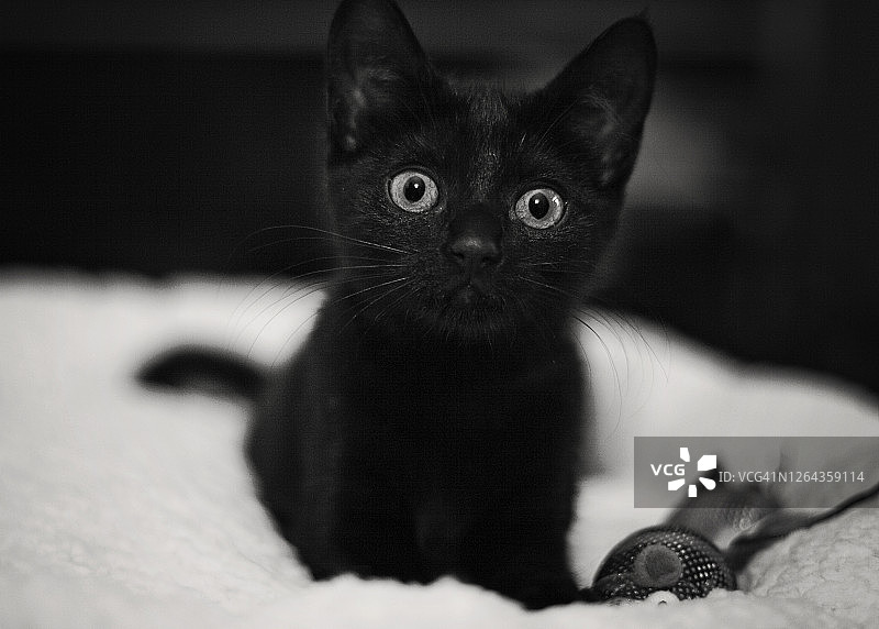 玩玩具的黑色小猫图片素材