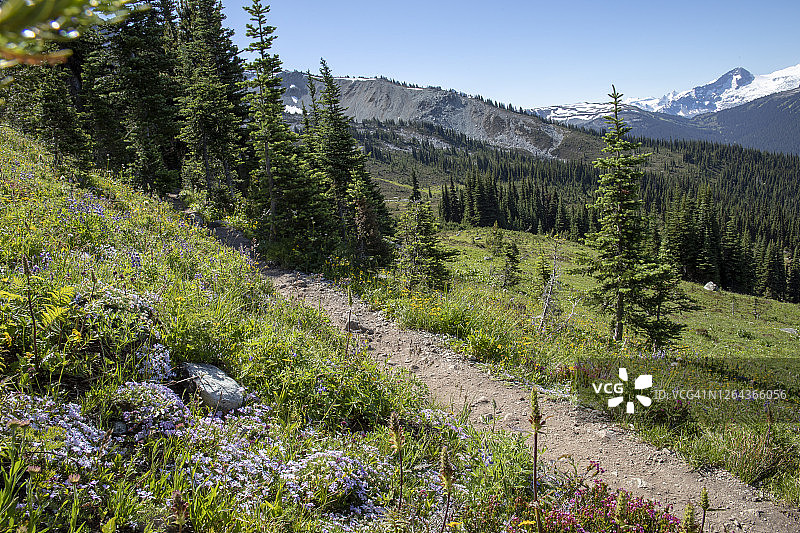 年轻女子山地自行车手沿着森林和溪流中的小径下降图片素材
