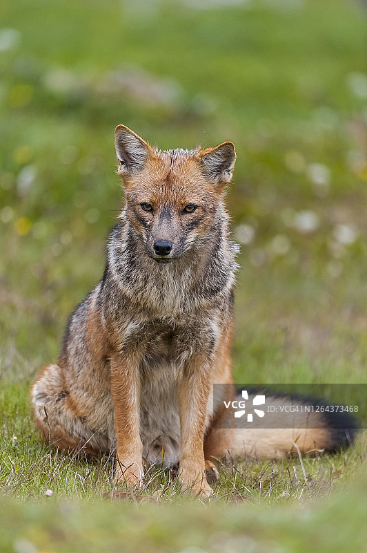 南美灰狐图片素材