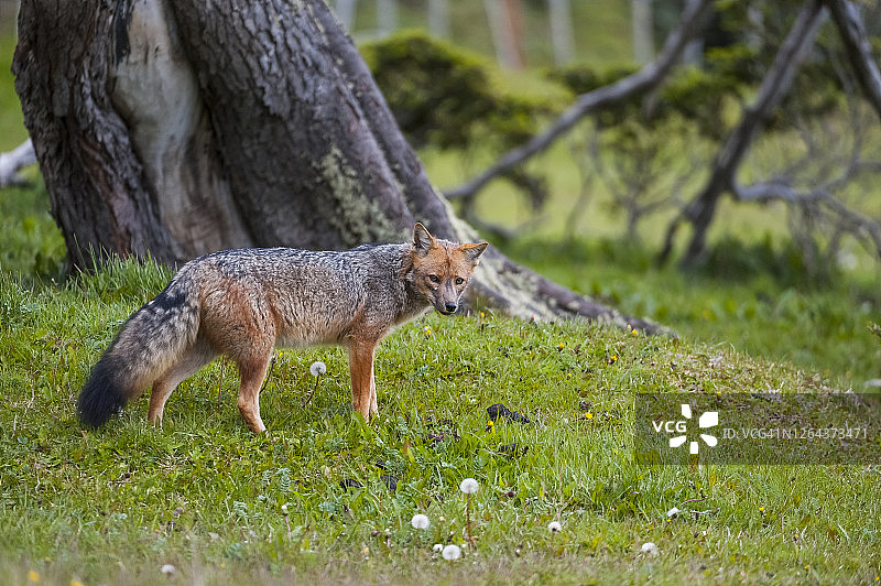 南美灰狐图片素材