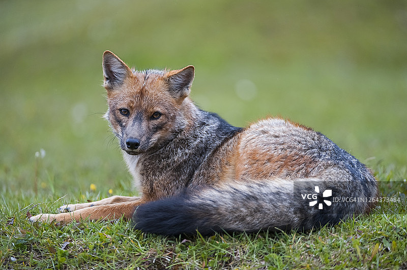 南美灰狐图片素材