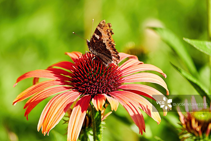 小橙色蝴蝶栖息在红色花朵上，野生动植物图片素材