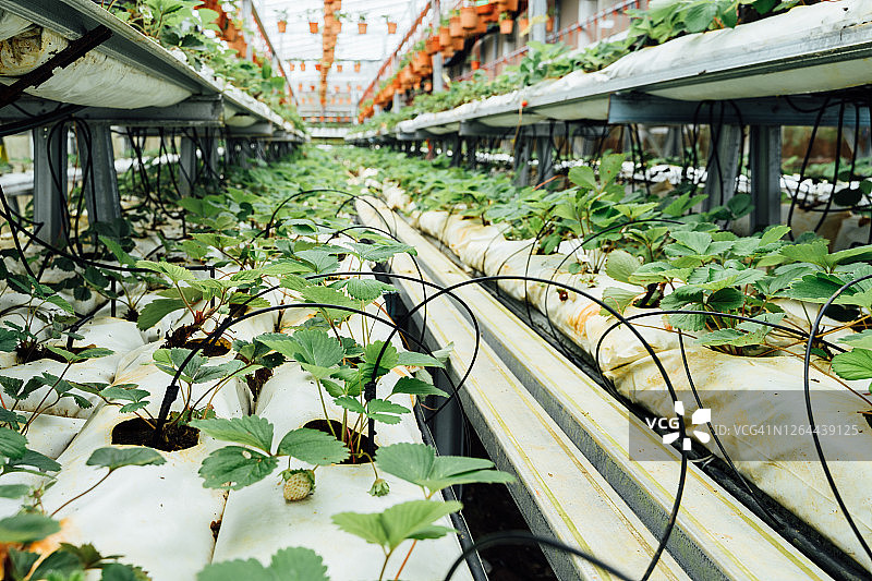 马来西亚市场苗圃通道中草莓植株的选择性焦点图片素材