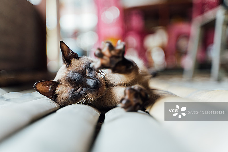 波斯猫躺在街上伸展身体图片素材