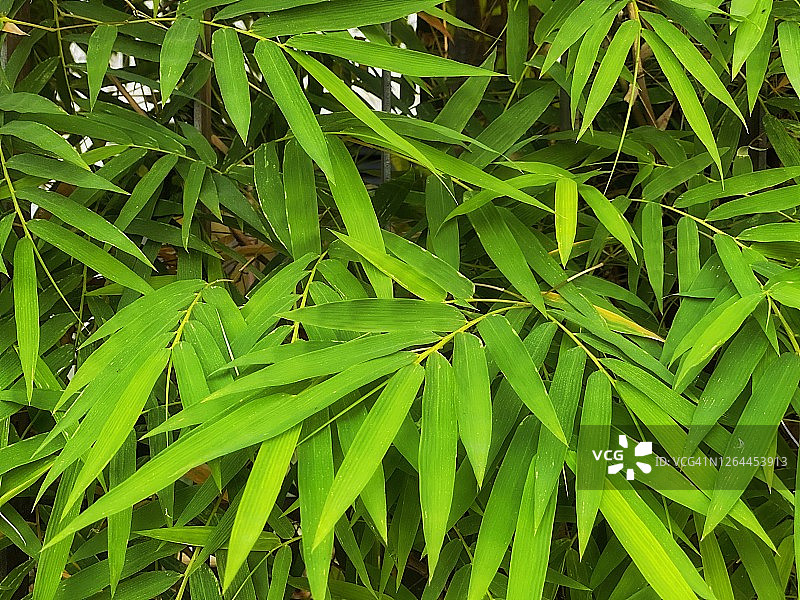 热带绿色竹叶背景图片素材