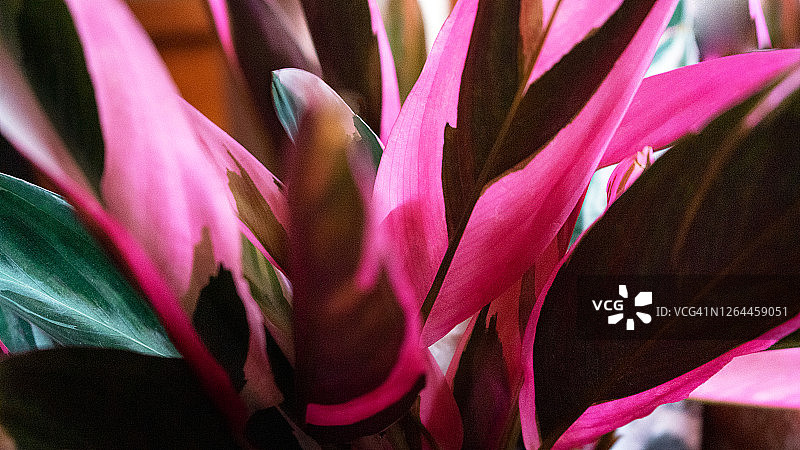 美丽的竹芋植物（紫色彩绘竹芋）图片素材