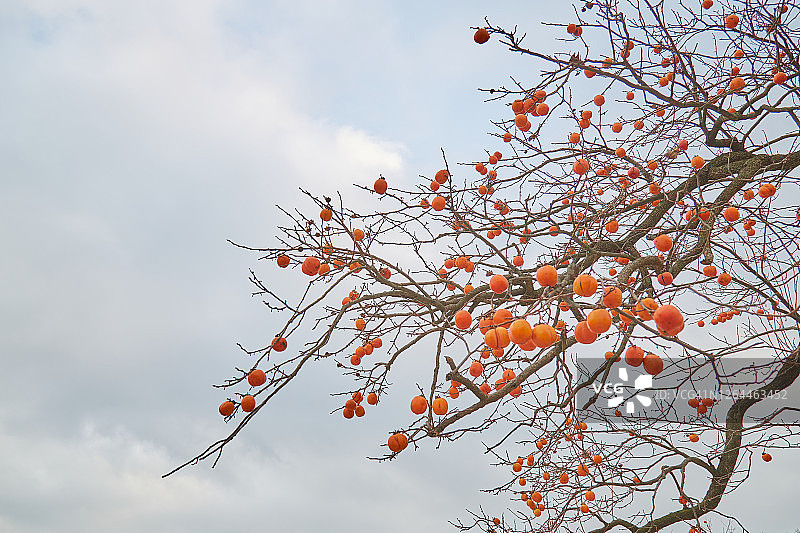 柿子树图片素材