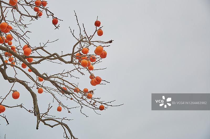 柿子树图片素材