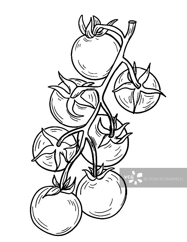 钢笔和墨水手绘传家宝番茄图片素材